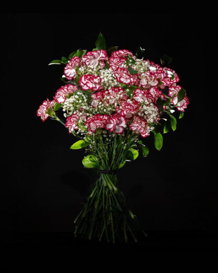 Ramo 24 Claveles Bicolor Rosa y Blanco con Verdes