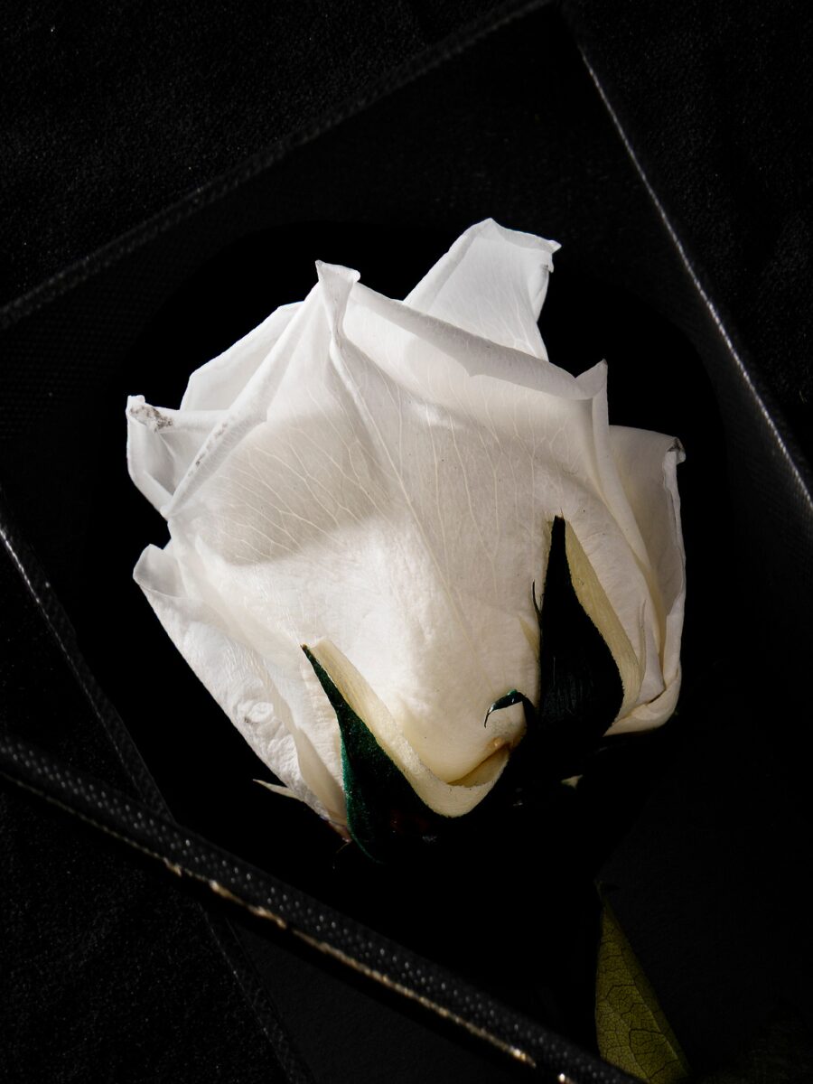 Eternity Pure White Rose - Imagen 4