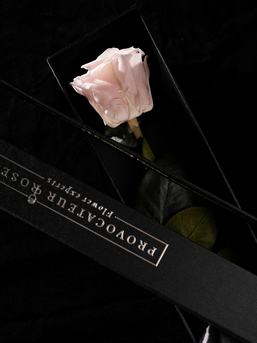 Eternity Pink Blush Rose - Imagen 3