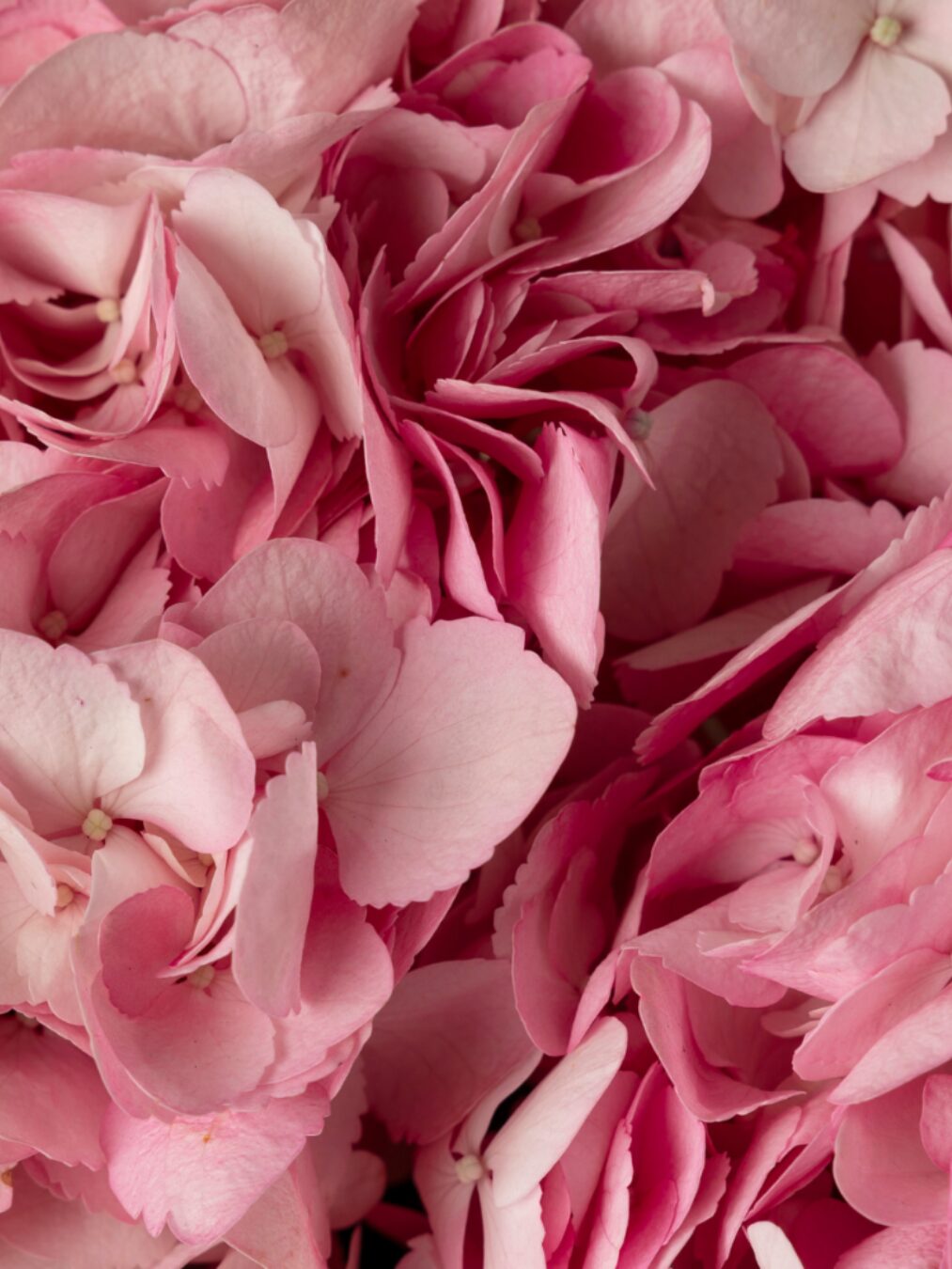 Pink Hydrangea Bouquet - Imagen 2