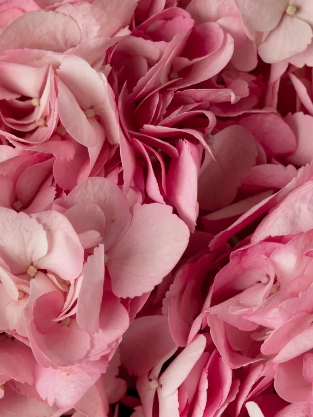 Pink Hydrangea Bouquet - Image 2