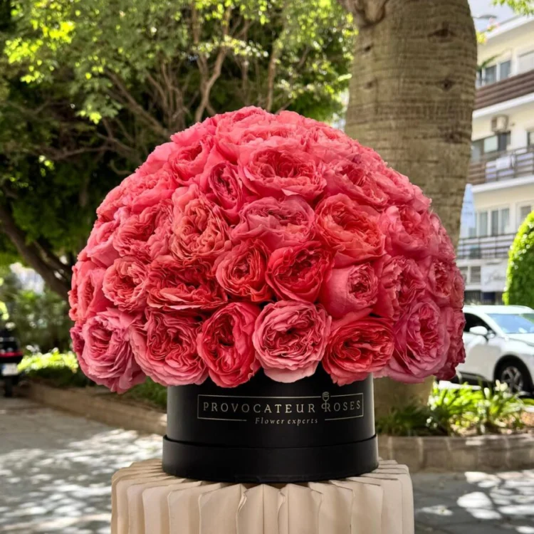 100 Pink Expression Box