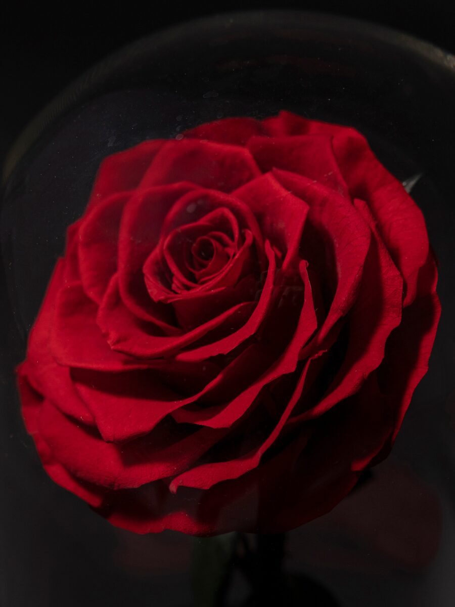 Rosa Eterna en Cúpula · 1 Rosa - Imagen 3