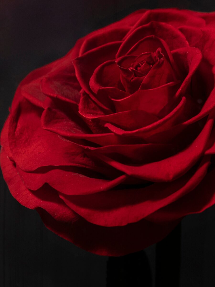 Rosa Eterna en Cúpula · 1 Rosa - Imagen 4