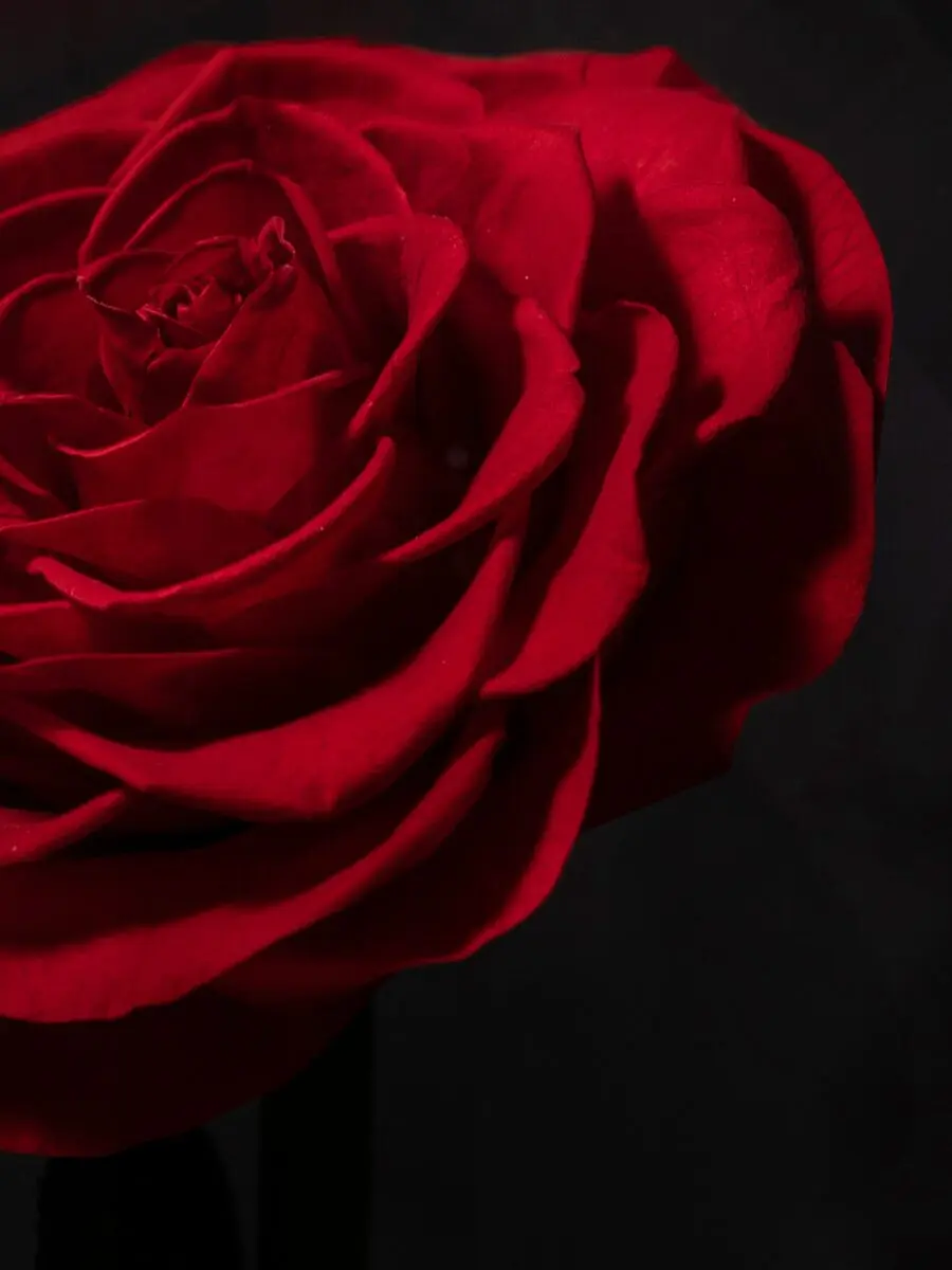 Eternal Rose in Dome · 1 Rose - Image 5