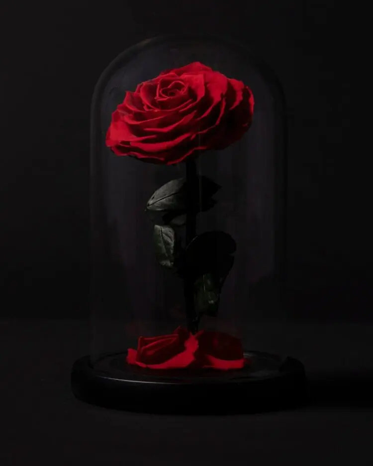 Eternal Rose in Dome · 1 Rose