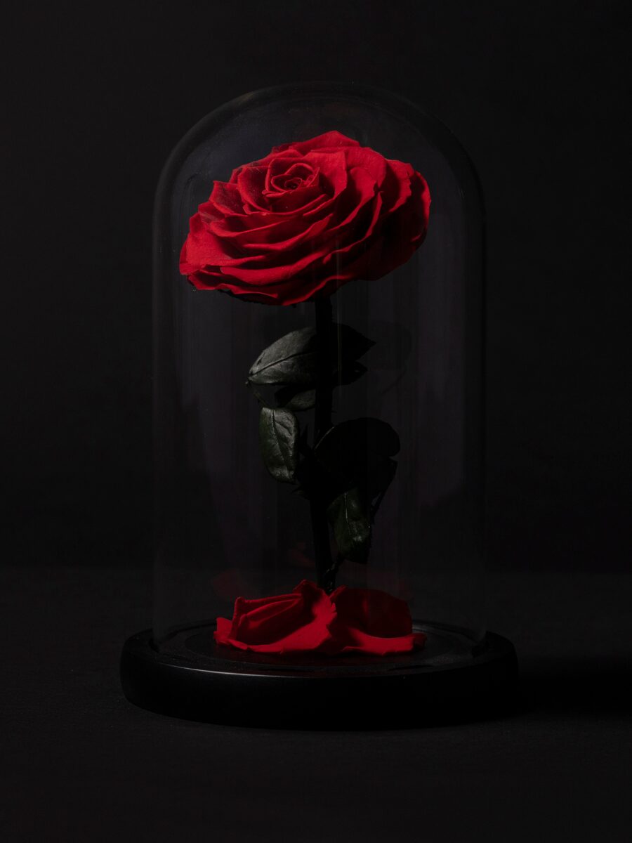 Rosa Eterna en Cúpula · 1 Rosa