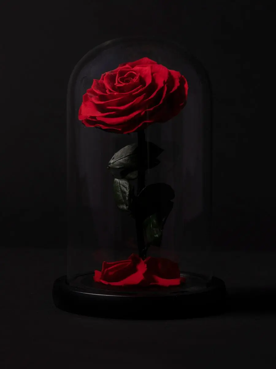 Eternal Rose in Dome · 1 Rose