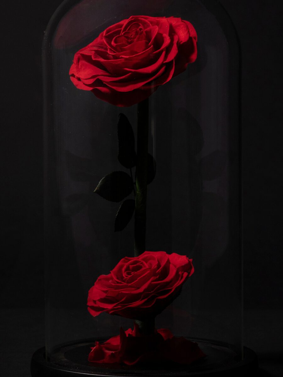 Rosa Eterna en Cúpula · Doble - Imagen 2