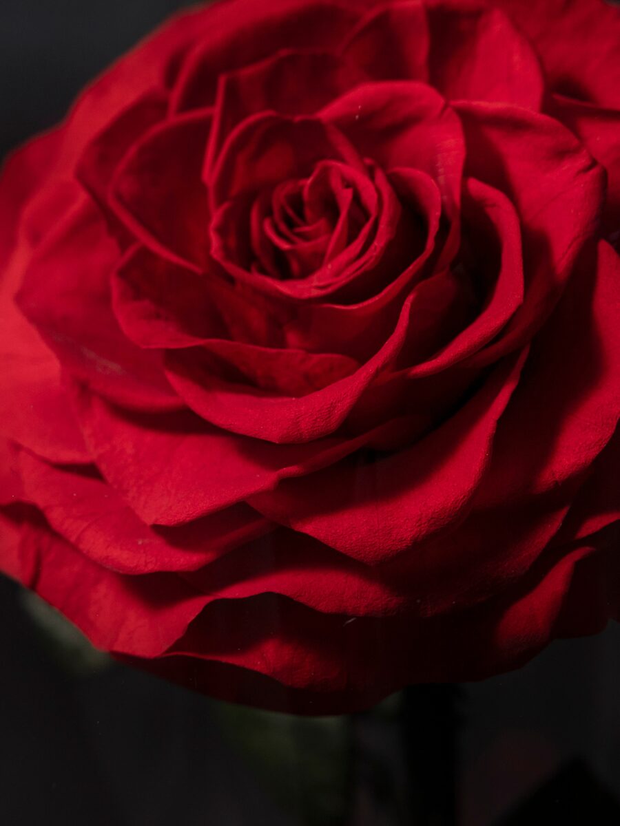 Rosa Eterna en Cúpula · Doble - Imagen 3