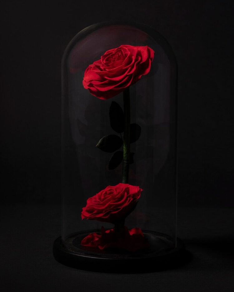 Rosa Eterna en Cúpula · Doble