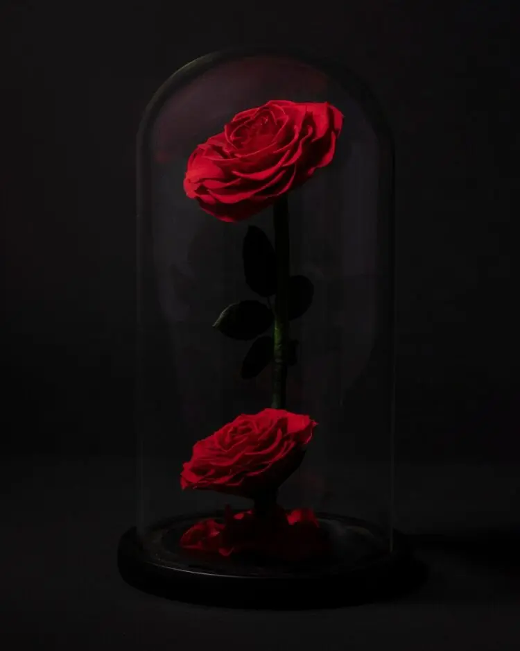 Eternal Rose in Dome · Double