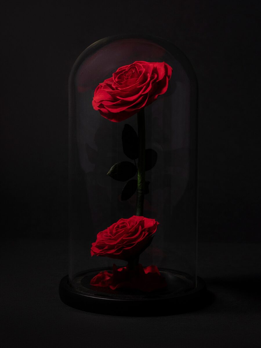 Rosa Eterna en Cúpula · Doble