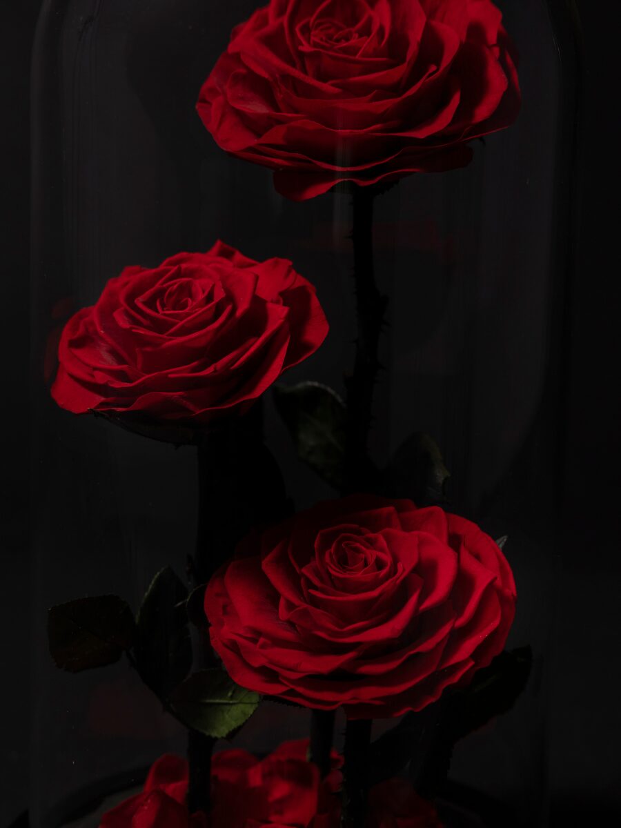 Rosa Eterna en Cúpula · Signature - Imagen 2