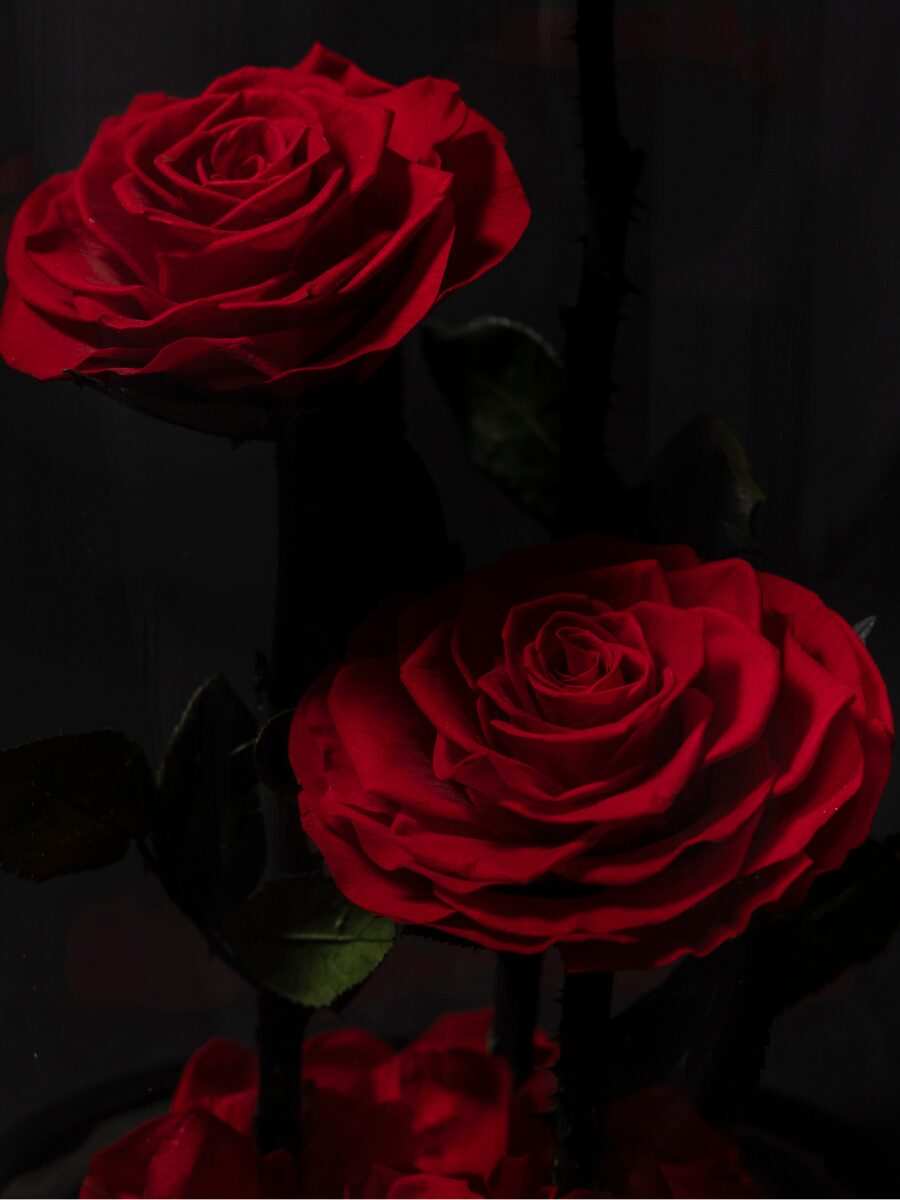 Rosa Eterna en Cúpula · Signature - Imagen 3