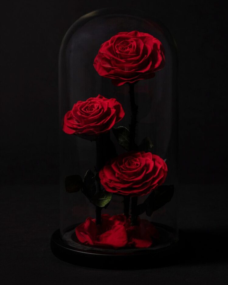 Rosa Eterna en Cúpula · Signature