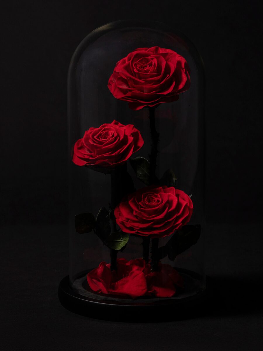 Rosa Eterna en Cúpula · Signature