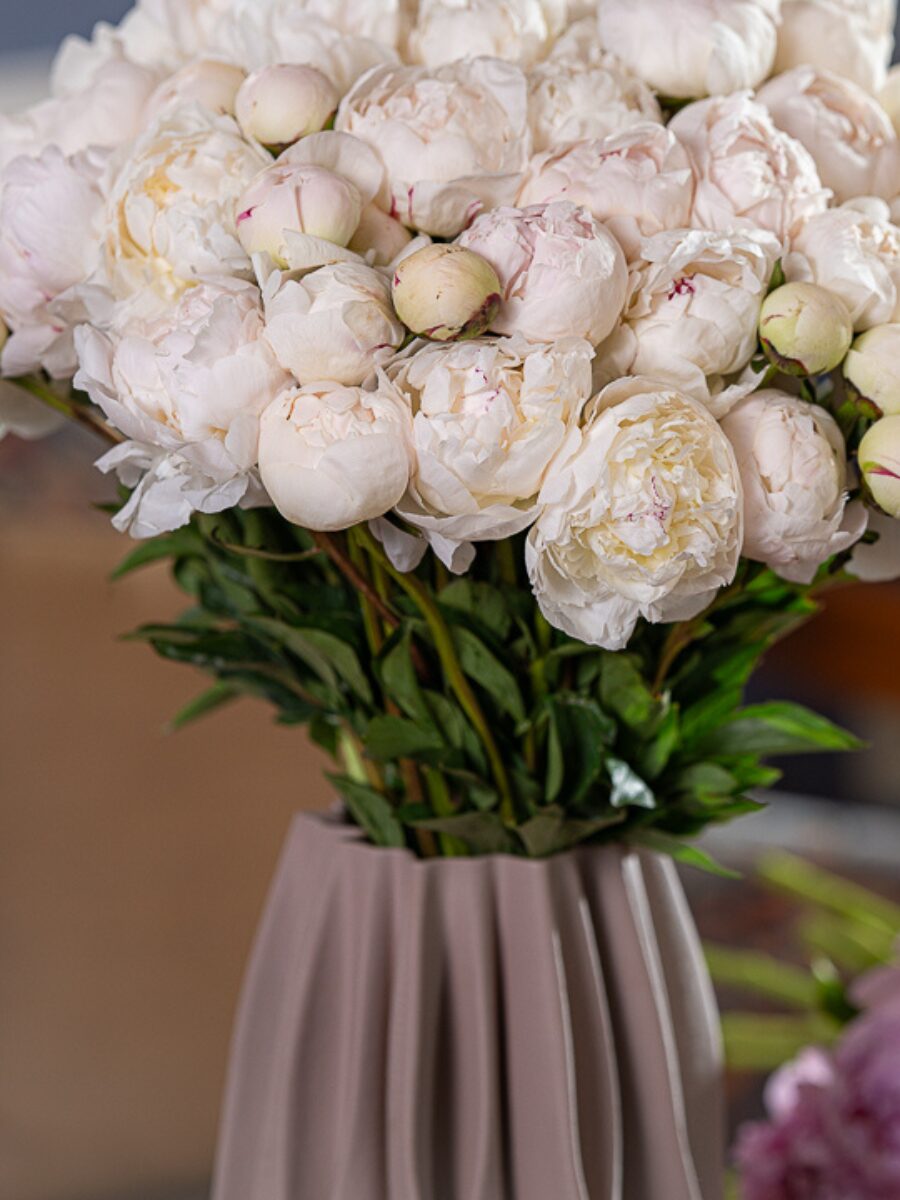 Peony Élite 15 - Imagen 3
