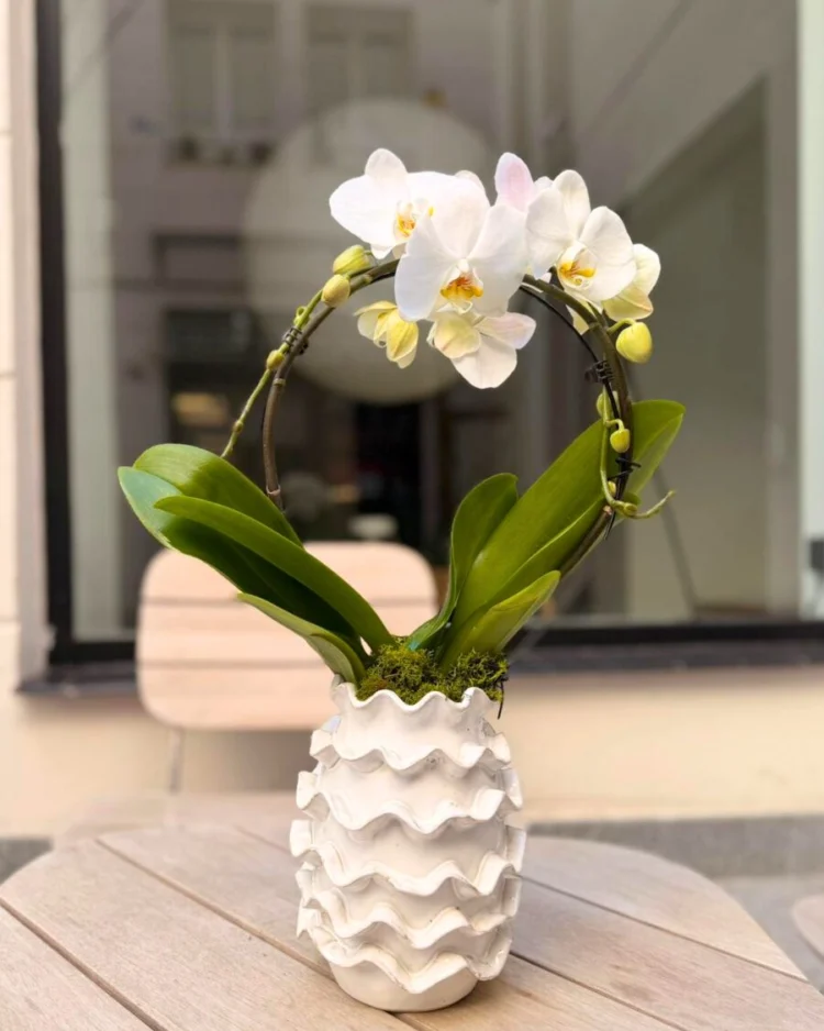 Orchid Vase