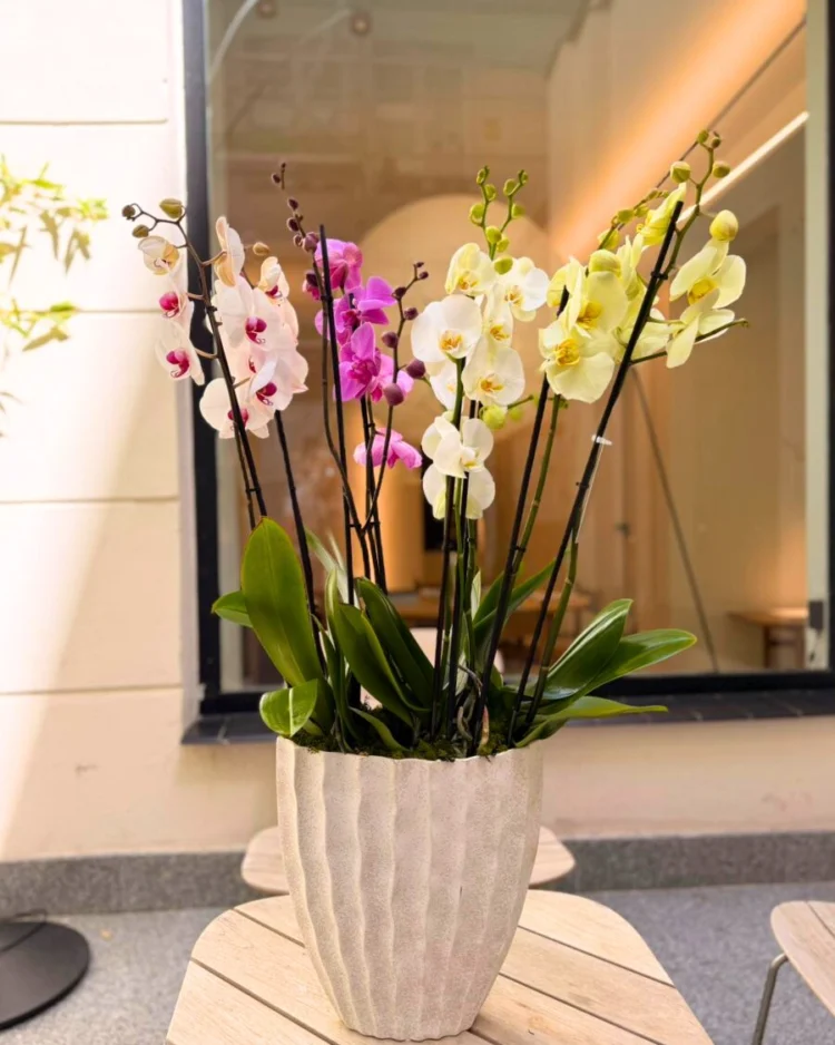 Orchid Fantasy Harmony
