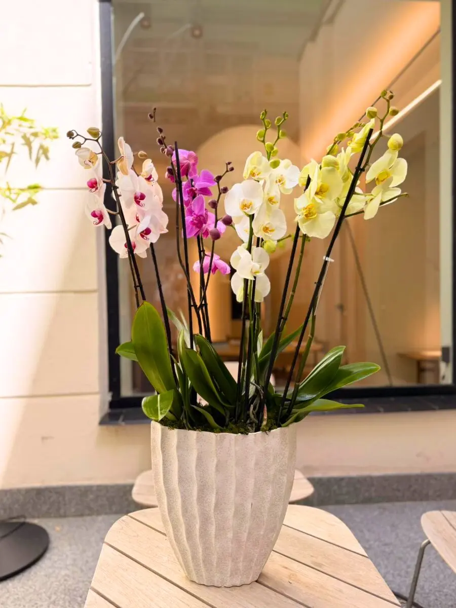 Orchid Fantasy Harmony