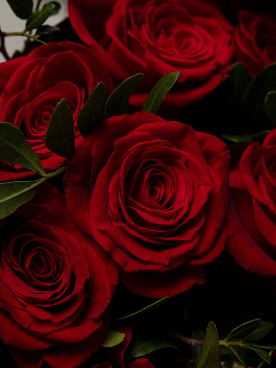 12 Rosas Explorer con Verdes Variados - Imagen 3
